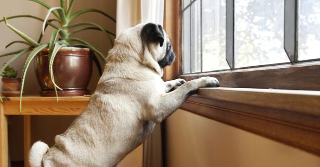 狗狗独自在家总被邻居投诉？它可能有分离焦虑，6种方法帮它缓解