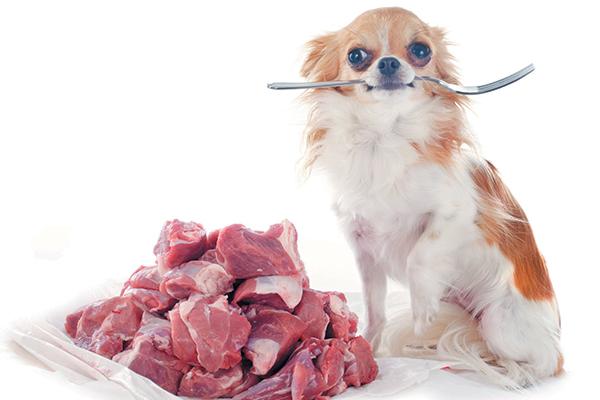 狗狗适合吃生食吗？这样的喂食方法有什么好处和坏处？