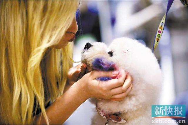 广州或对违法养犬直接开罚 违规者5年内不能办养犬登记
