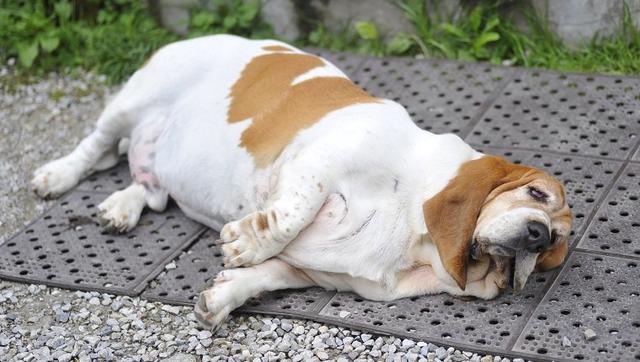狗狗减肥比人快多了，只要2步，2个月瘦出“小蛮腰”