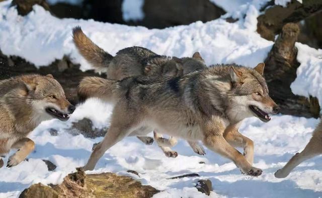 狗和狼能杂交出狼狗，假如碰上鬣狗，会生下什么样的后代？