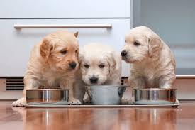 带一只幼犬回家却不知道如何喂养？不用强行喂很多，科学喂养即可