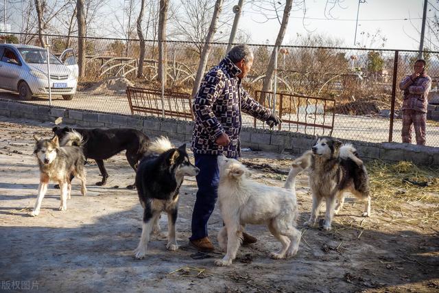 安徽农村老人靠养狗赚钱，一只小狗卖400元，年收入5万元