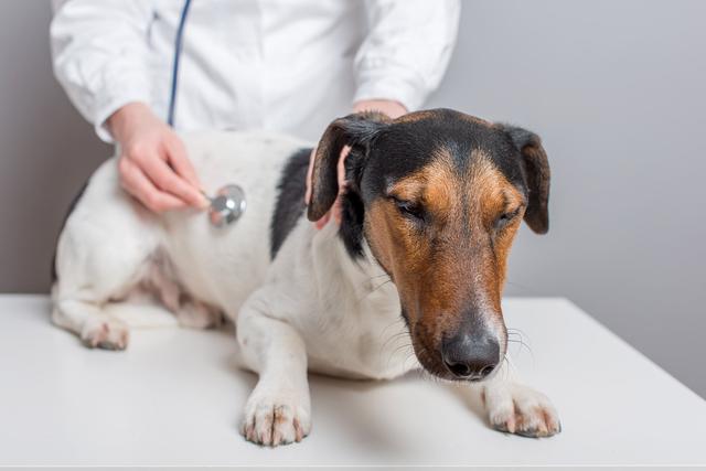 哪些癌症是狗狗会常遇到的，看看你的狗狗会不会容易中招
