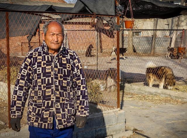 安徽农村老人靠养狗赚钱，一只小狗卖400元，年收入5万元