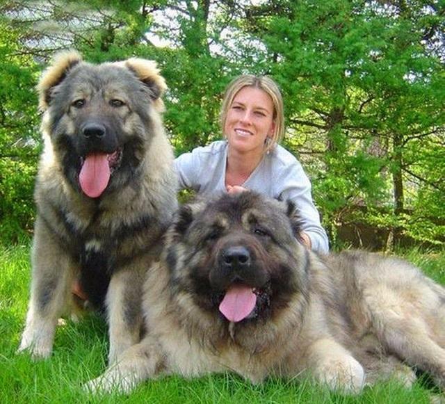你见过这么大的狗吗？六种巨型犬大盘点，你都知道哪几个？