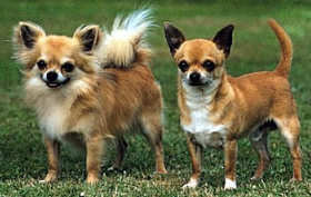 宠物狗吉娃娃饲养方法：从4方面入手，狗狗健康常伴左右