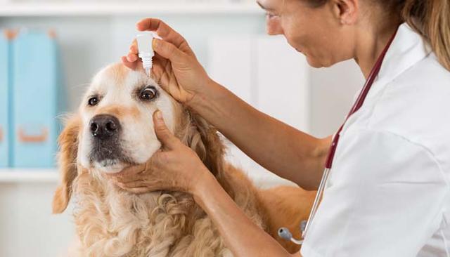 想要狗狗的眼睛清澈明亮，日常护理需要注意以下五点