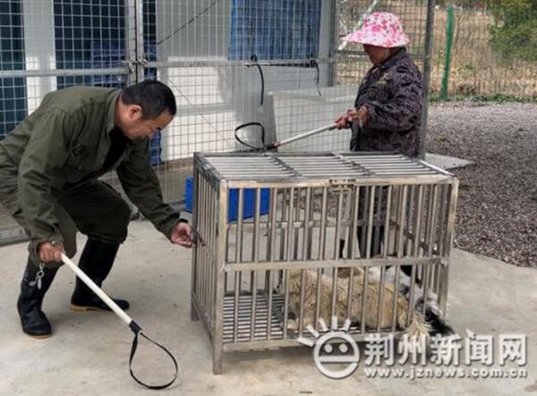 文明养犬共创美好家园 荆州城区“捕犬风暴”继续