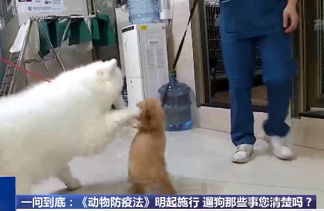 《中华人民共和国动物防疫法》明起施行，遛狗那些事您清楚吗？