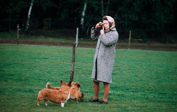 拥有30多只柯基犬的英女王，亲自“遛狗”几乎成了奢望