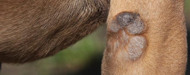 狗狗皮肤呈鳞片样，可能是皮肤干燥，这三招可帮狗狗缓解干燥情况