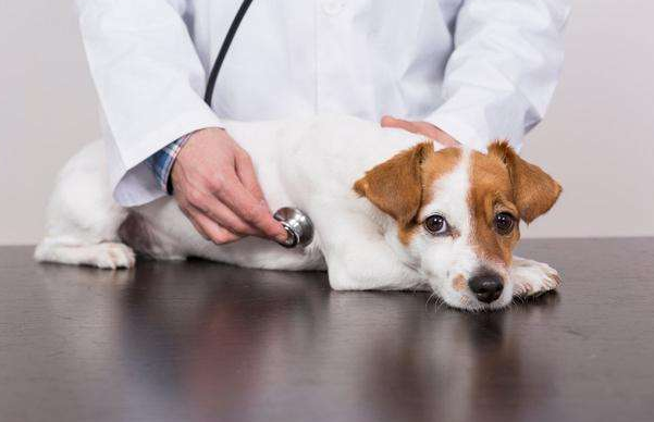 狗狗在这4个情况下，千万不要接种疫苗，不然适得其反