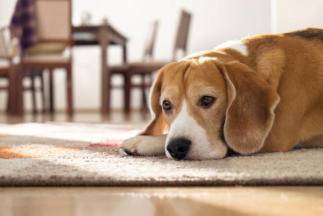 狗狗也会患乳腺炎，产后的母狗要用心护理，发现它患病该怎么办？