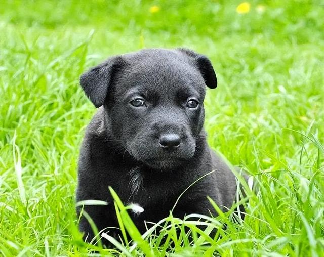 “黑狗不吉利”？为什么那么多人不喜欢养黑狗？