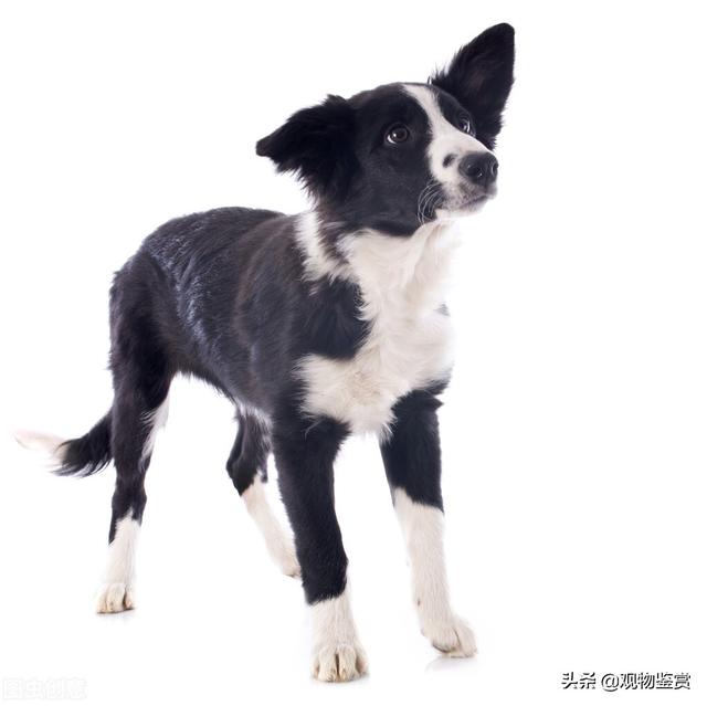 在中国传统认知中，小狗白尾巴不好，小狗尾巴尖是白色有什么说法