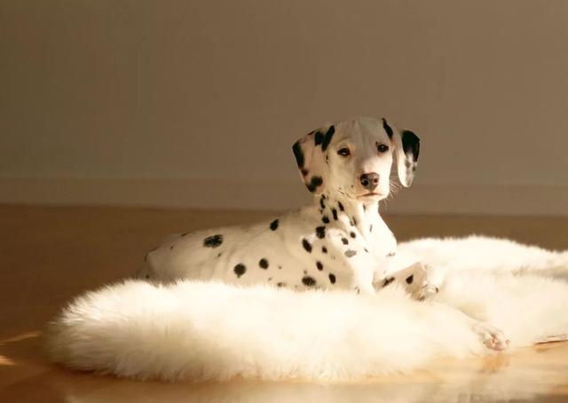 狗狗经常过敏瘙痒，6种天然方法预防过敏，纯天然无副作用