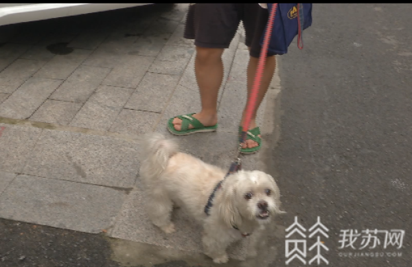 南京出台文明养犬细则 警方严查违法违规养犬