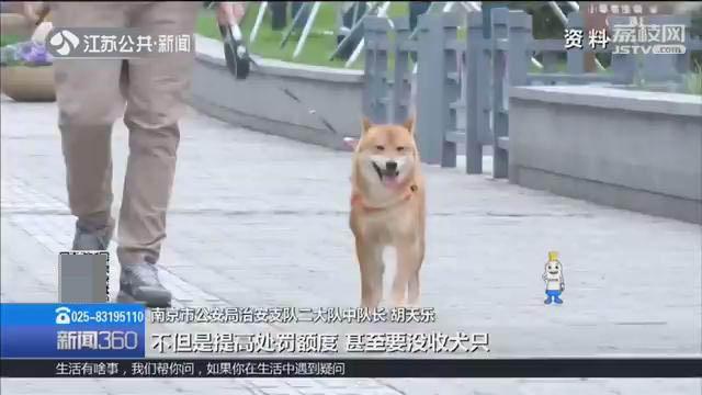 不文明遛狗会被重罚，最高没收犬只 南京养狗的人请注意