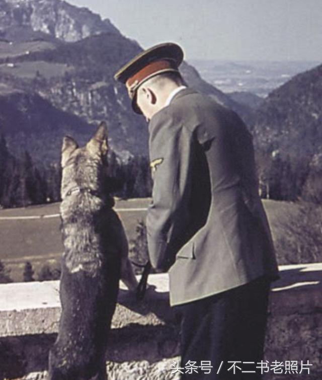 希特勒的宠物犬：在它眼中，世界没有恶魔，只有爱它的主人