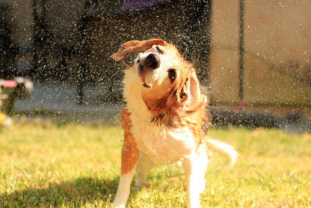 狗狗经常过敏瘙痒，6种天然方法预防过敏，纯天然无副作用
