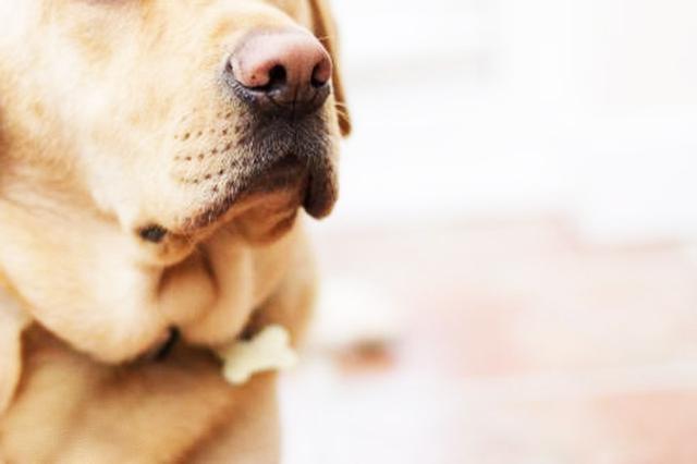 老年犬死亡的主要原因，这6种狗狗常见的癌症，主人了解多少