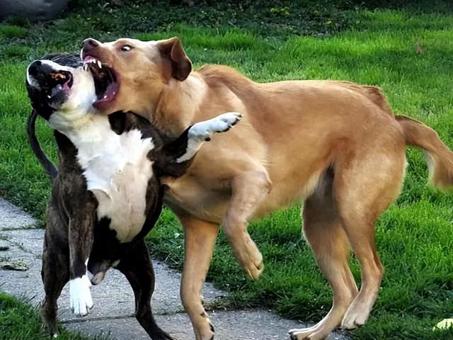 家里的2只狗一言不合就打架，难道真的只是性格不合吗？