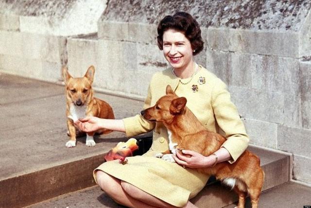英国女王养狗70年，最后只剩两条狗狗，10张图带你走进女王养狗史