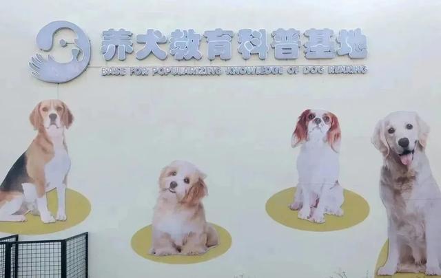 深圳最全宠物公园名单来啦！快带上“毛孩子”一起来打卡吧