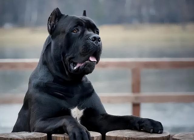 “黑狗不吉利”？为什么那么多人不喜欢养黑狗？