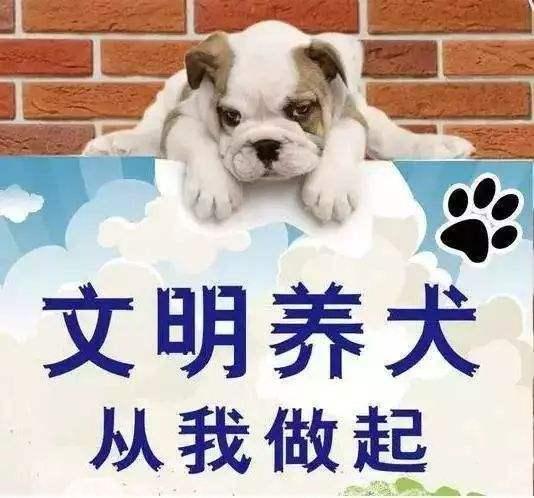 广州养犬条例再征意见：养犬不登记最高罚2000，丢狗虐狗罚2000