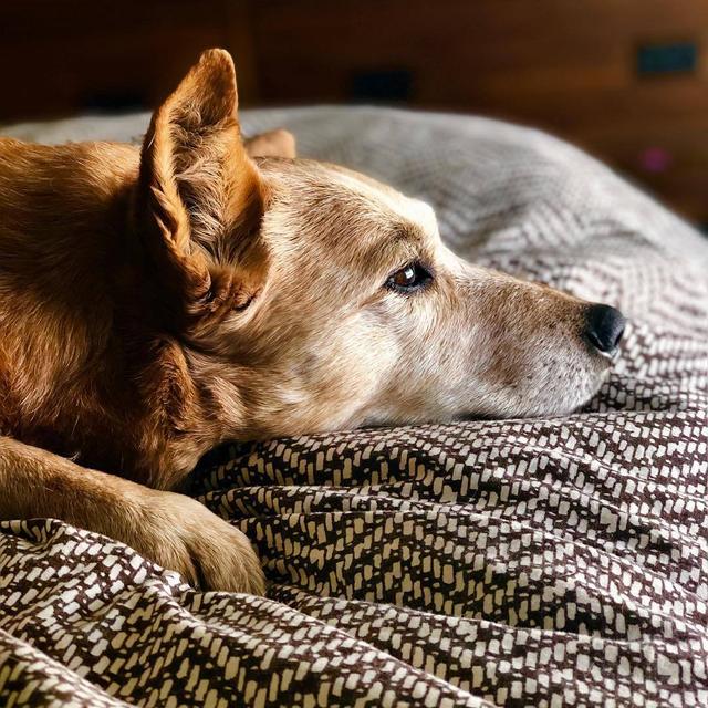 老年犬死亡的主要原因，这6种狗狗常见的癌症，主人了解多少