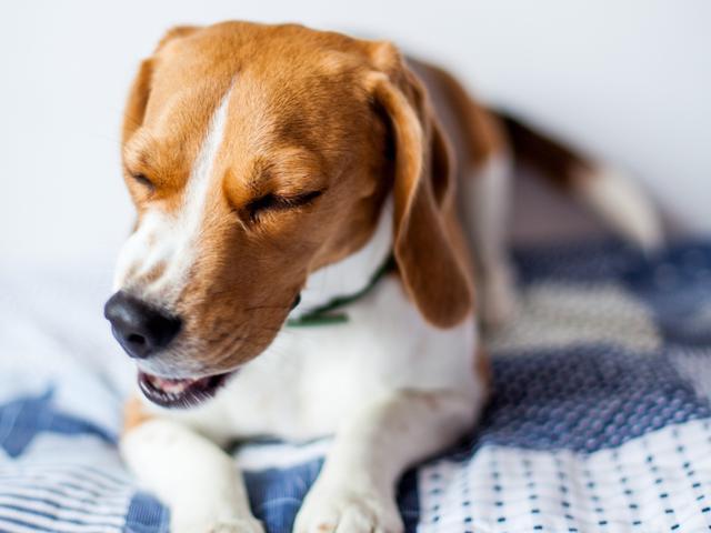狗狗好像一直都在喘气，怎样判断是否患哮喘呢？其实两者大有不同