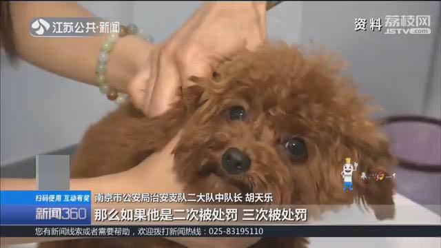 不文明遛狗会被重罚，最高没收犬只 南京养狗的人请注意