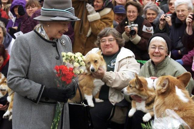 英国女王养狗70年，最后只剩两条狗狗，10张图带你走进女王养狗史