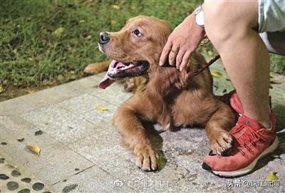 广州人养哪种狗最多？警方权威数据出来了
