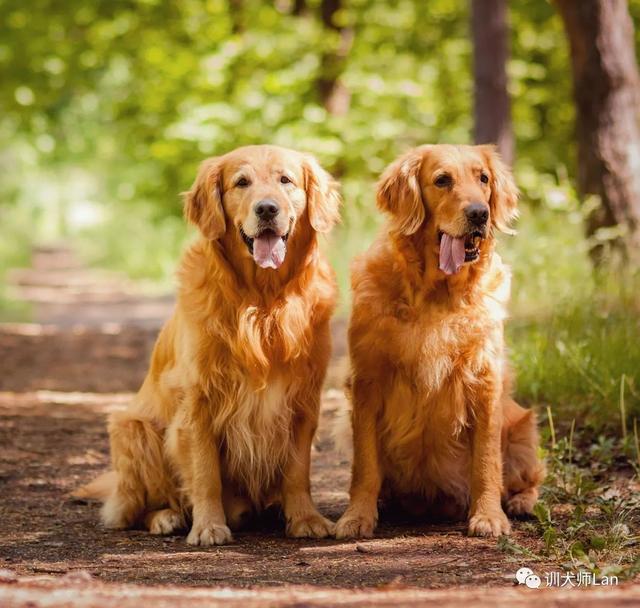 13种最适合新手养的犬种，有你家的狗狗吗？