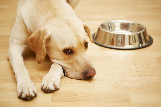 易引起狗狗过敏的7种食物，有些还特别常见，狗主人应小心