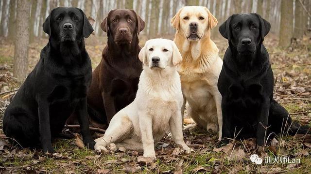 13种最适合新手养的犬种，有你家的狗狗吗？