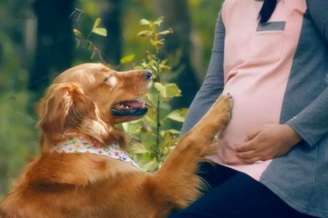 “怀孕不能养狗”被啪啪打脸，著名专家建议：越早养宠物越好