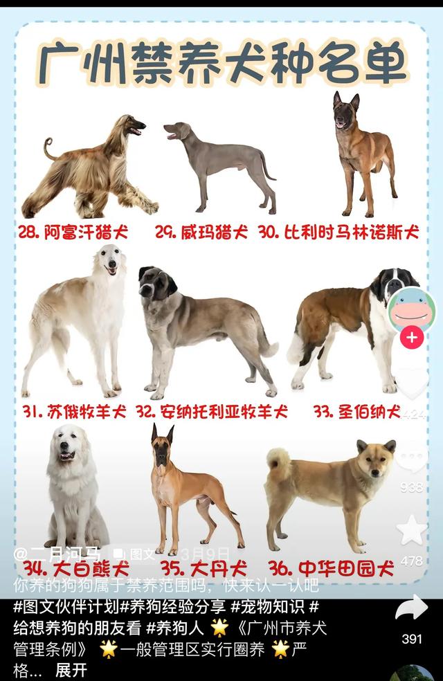 2023年广东省禁止饲养的36个犬种