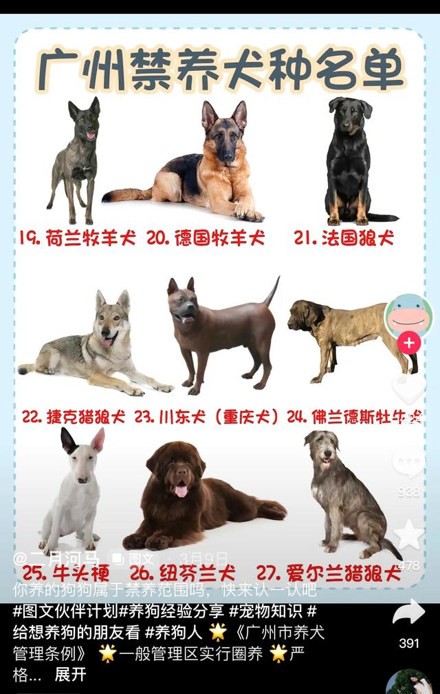 2023年广东省禁止饲养的36个犬种