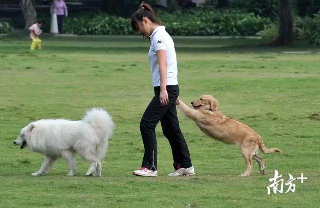 遛狗不带免疫凭证将罚款！广东将立法规范养犬行为！