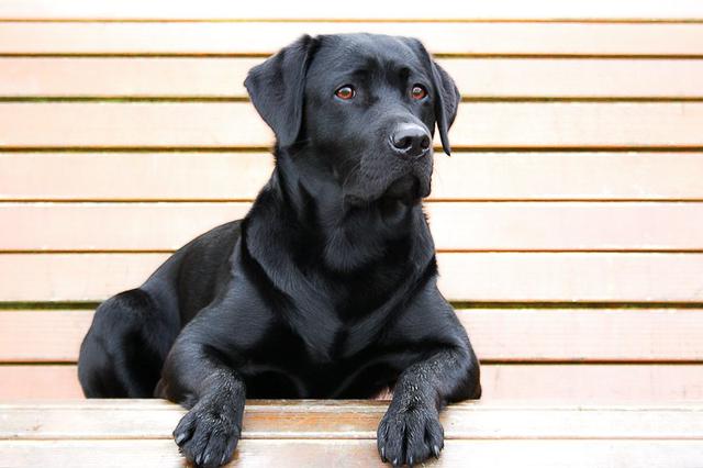 黑色狗狗总被歧视，没人收养被安乐死，其实黑狗有4大优点