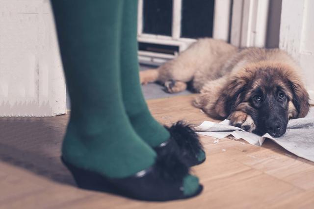 狗狗为何在家里到处乱尿？除了训练的原因，还有什么疾病上的原因
