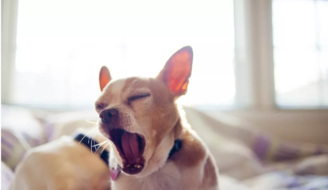狗狗咳嗽呼吸困难？可能是致命的肺炎，而且还会传染给其它狗狗