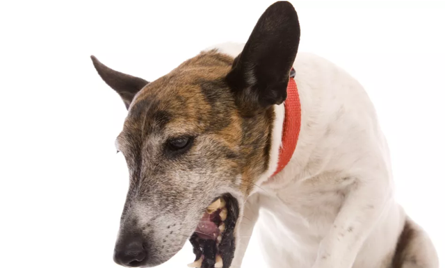 狗狗咳嗽呼吸困难？可能是致命的肺炎，而且还会传染给其它狗狗