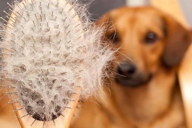 狗狗掉毛很烦人？这5个方法可以帮到你的，度过烦人掉毛季