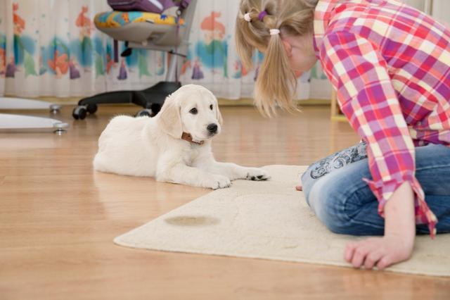 狗狗为何在家里到处乱尿？除了训练的原因，还有什么疾病上的原因