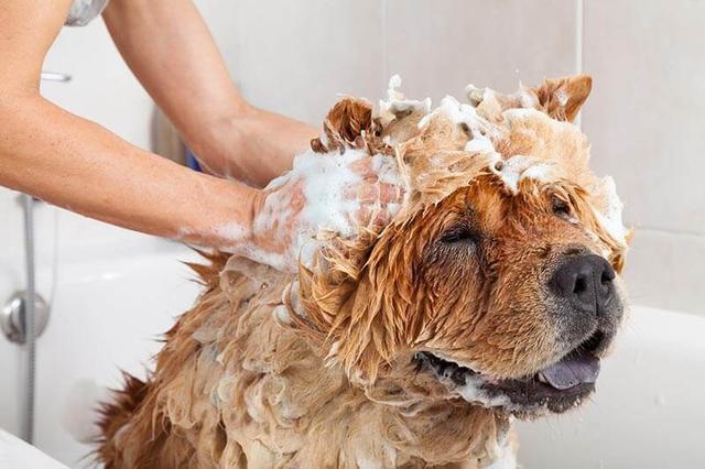 狗狗掉毛很烦人？这5个方法可以帮到你的，度过烦人掉毛季